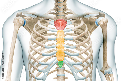 Manubrium, body and xiphoid process bones of the sternum in colors 3D rendering illustration isolated on white with copy space. Human skeleton and thorax or rib cage anatomy, medical diagram concepts.