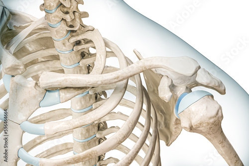 Clavicle bone or collarbone close-up with body 3D rendering illustration isolated on white with copy space. Human skeleton and shoulder girdle anatomy, medical diagram, skeletal system concepts. photo