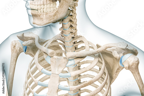 Clavicle bone or collarbone with body contours 3D rendering illustration isolated on white with copy space. Human skeleton and shoulder anatomy, medical diagram, osteology, skeletal system concepts. photo