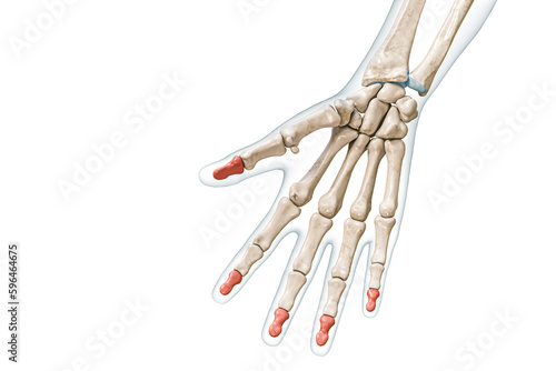 Distal phalanx bones in red color with body 3D rendering illustration isolated on white with copy space. Human skeleton, hand and finger anatomy, medical diagram, osteology, skeletal system concepts. photo