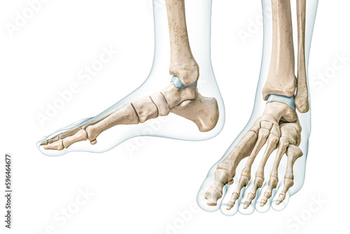 Feet and ankle bones with body contours 3D rendering illustration isolated on white with copy space. Human skeleton and foot anatomy, medical diagram, osteology, skeletal system concepts. photo