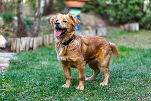 Brown dog, mixed breed (Canis lupus familiaris), running in the garden, female.