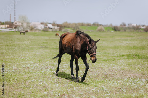 A beautiful brown horse, a stallion walks, grazes in a meadow with green grass in a pasture, nature in sunny weather. Animal photography, portrait, wildlife, countryside. © shchus