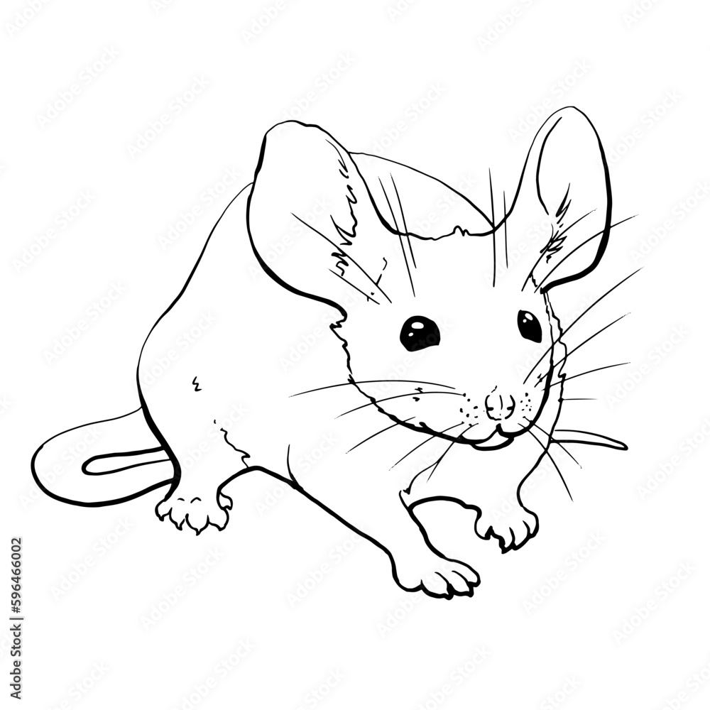 Vector image of a house mouse with big ears, long tail and paws. Line drawing. For printing coloring books, clothes, dishes, business cards and more. Mouse logo. Monochrome. Vector image of a house mouse with big ears, long tail and paws. Line drawing. For printing coloring books, clothes, dishes, business cards and more. Mouse logo. Monochrome.