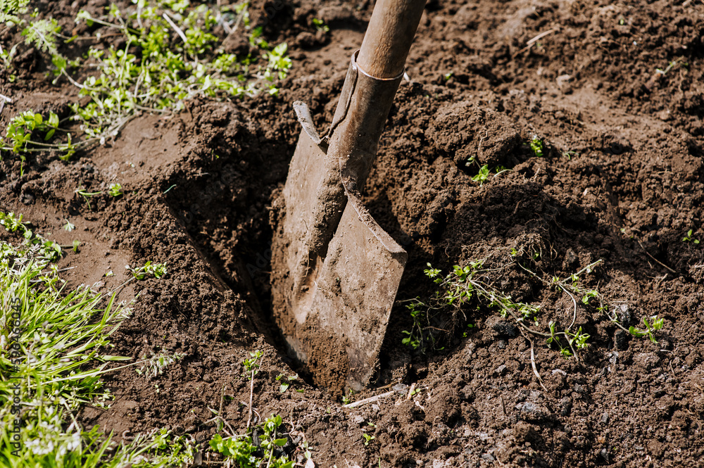 Fototapeta premium A shovel with a handle, a garden tool in earthen soil close-up.
