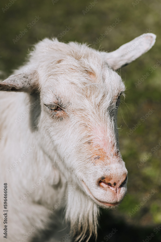 Photography, close-up portrait of the head of a white curly goat in a pasture. Animal in nature. Photography, close-up portrait of the head of a white curly goat in a pasture. Animal in nature.