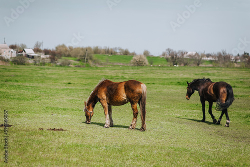 Beautiful young brown horses graze in the meadow at the farm, eating green grass. Animal photography, portrait, nature.