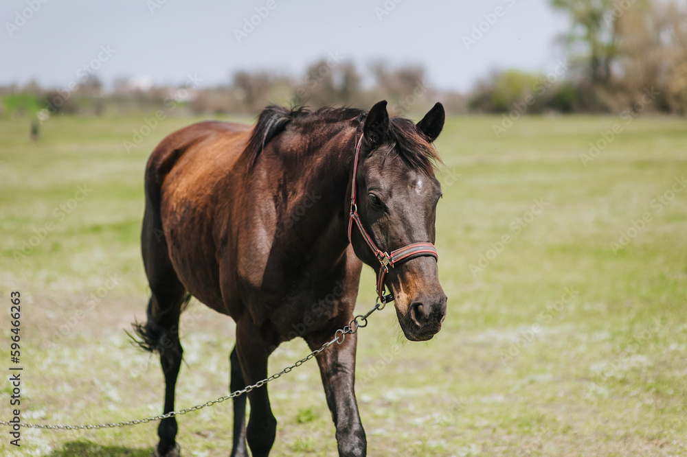 Beautiful brown horse, stallion walks, grazes in a meadow with green grass in a pasture, nature. Animal photography, portrait, wildlife, countryside. Beautiful brown horse, stallion walks, grazes in a meadow with green grass in a pasture, nature. Animal photography, portrait, wildlife, countryside.