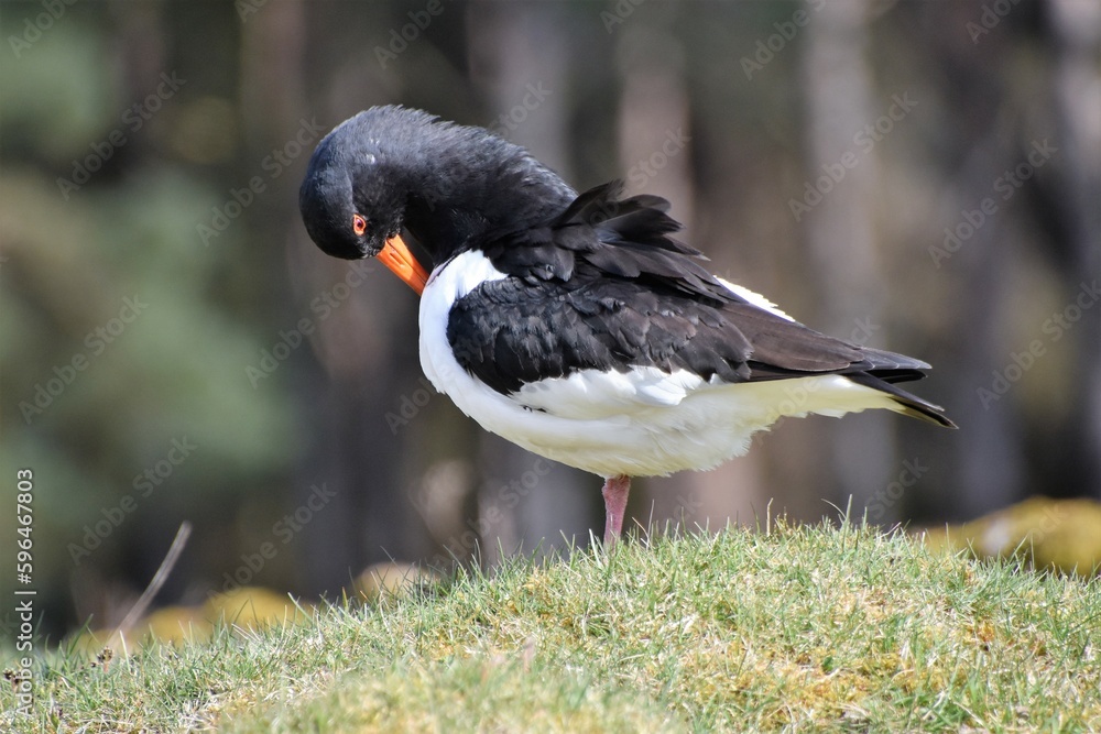 Naklejka premium Oyster Catcher