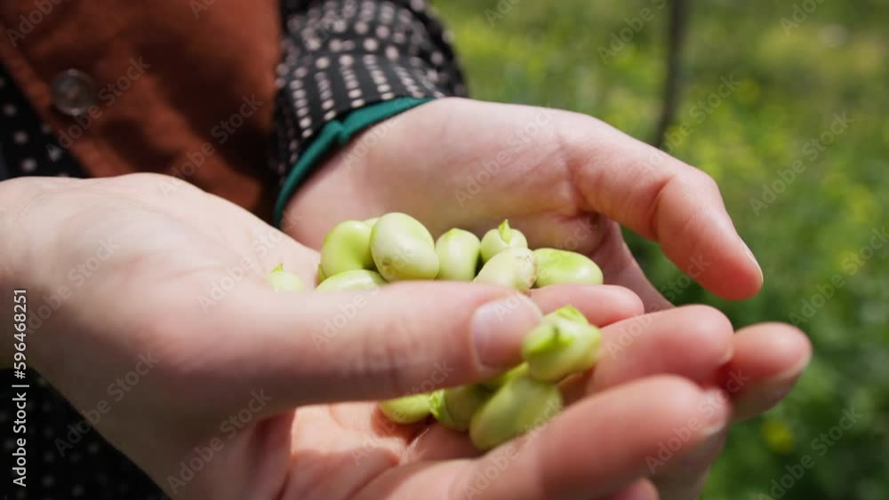 Farmer hands holding broad bean Farmer hands holding broad bean