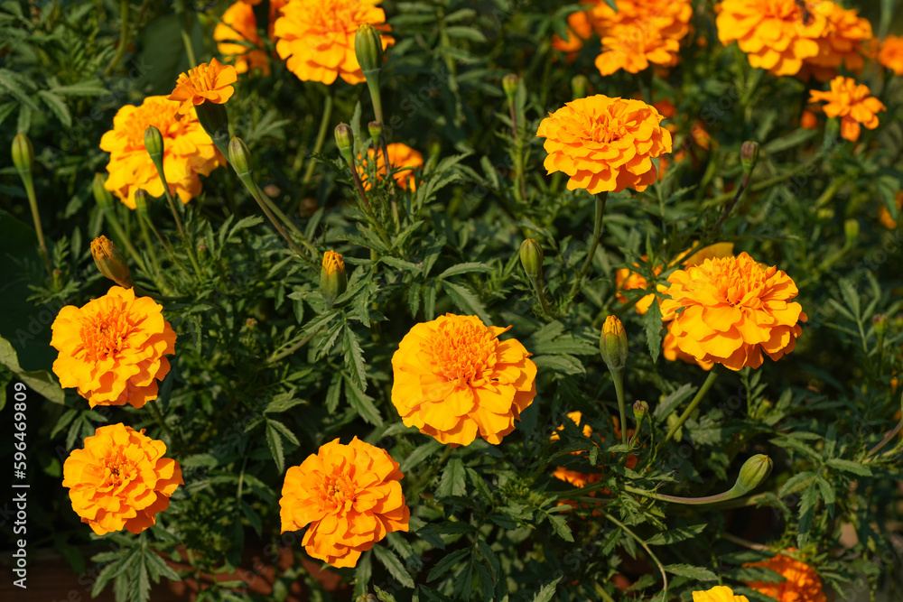 Bright orange yellow marigold flowers with many green leaves around, growing in garden Bright orange yellow marigold flowers with many green leaves around, growing in garden