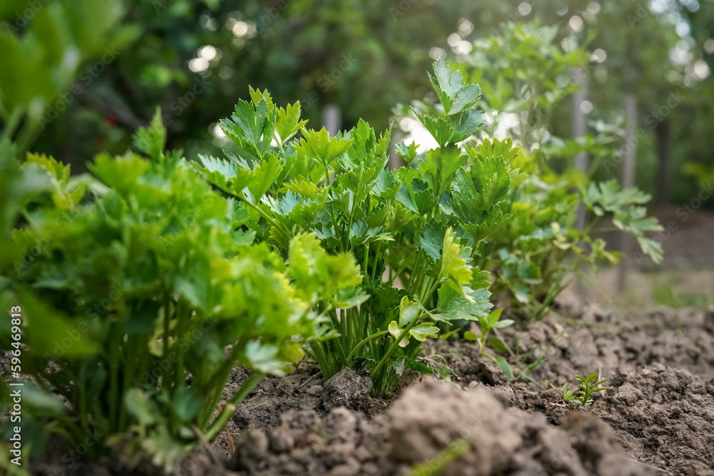 Fresh green parsley leaves used as herbs growing above ground, closeup detail Fresh green parsley leaves used as herbs growing above ground, closeup detail