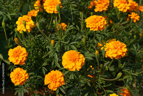 Bright orange yellow marigold flowers with many green leaves around, growing in garden