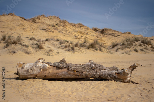 Un vieux tronc d'arbre échoué sur une plage