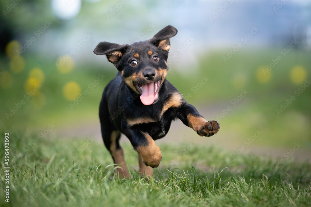 Obraz premium zabawny szczeniak biega po trawie