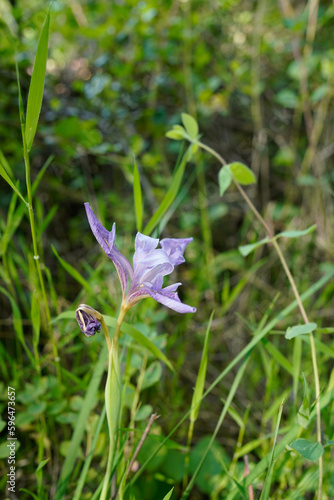 Purple Iris in the Forest Along the Darrington Trail Near Folsom Lake, California
