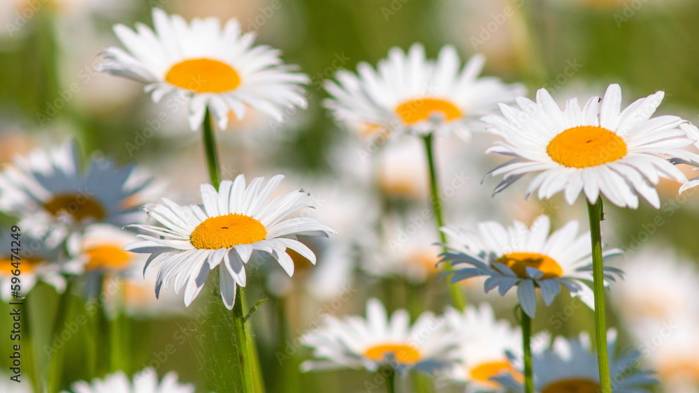 daisies in the grass