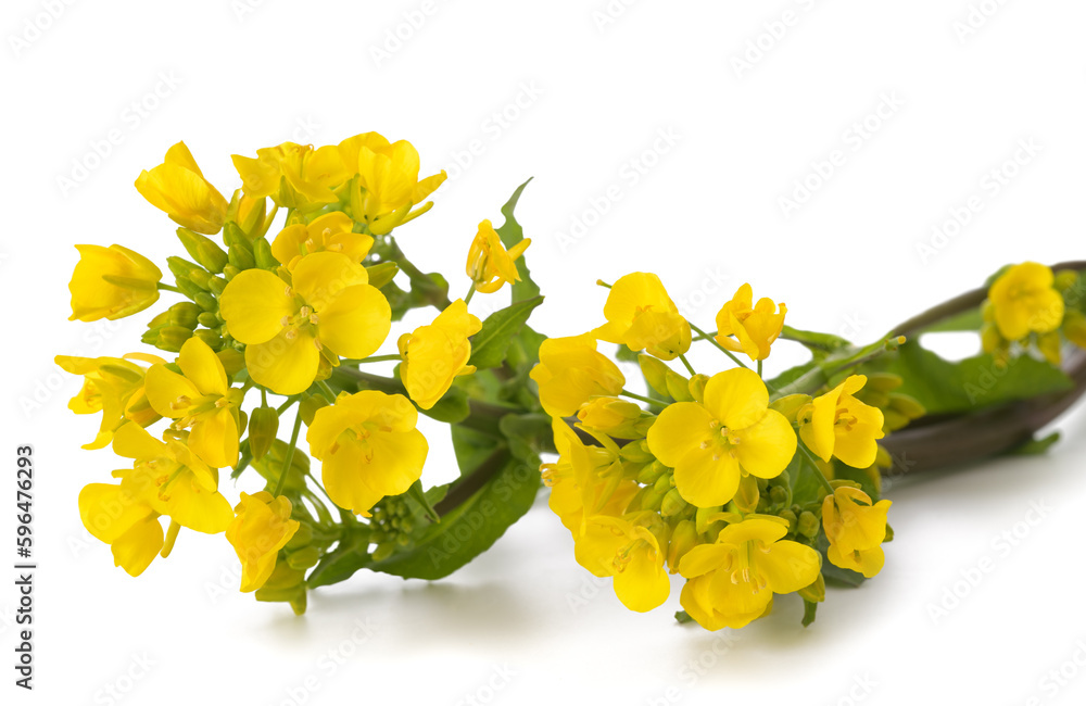 Field mustard flowers