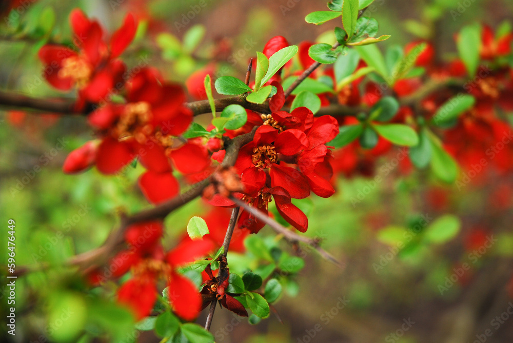 Chaenomeles japonica, called Japanese quince or Maule's quince, is a shrub that blooms in spring and has red flowers.