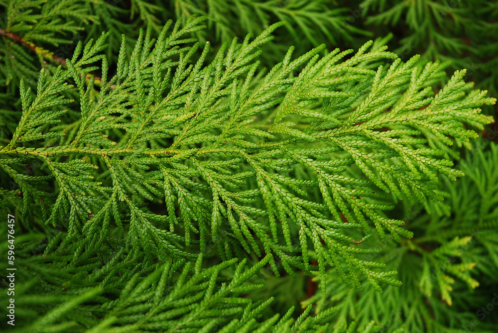 The thujopsis dolabrata tree grows in the garden. A twig with evergreen leaves. The thujopsis dolabrata tree grows in the garden. A twig with evergreen leaves.