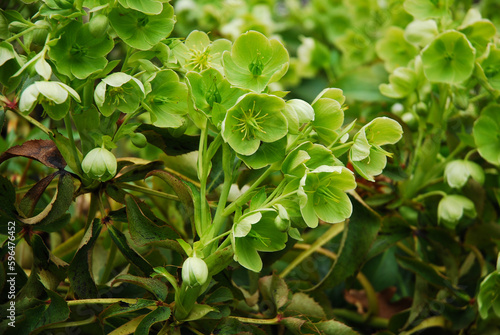 Helleborus argutifolius is a decorative flower that blooms green in the spring.