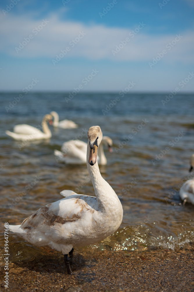 Fototapeta premium White swan on the sea