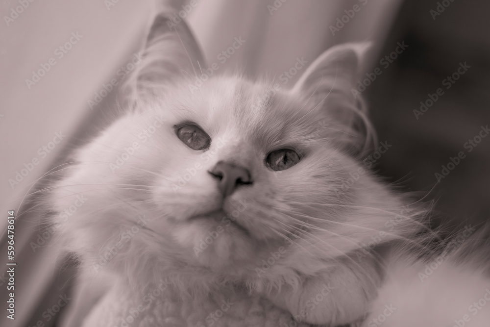 Beau chat blanc qui semble rêver Beau chat blanc qui semble rêver