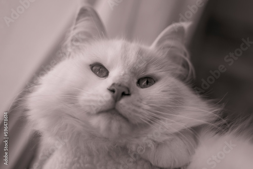 Beau chat blanc qui semble rêver photo