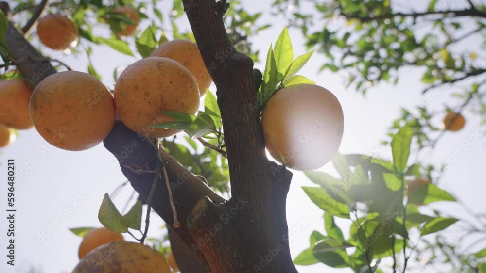 fruit on tree