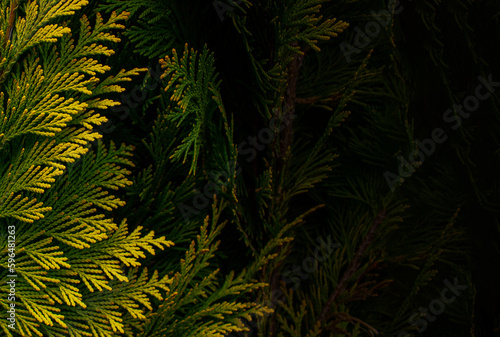 Banner of yellow thuja. Natural background. Natural background of yellow thuja leaves with copy space. Beautiful leaf texture.