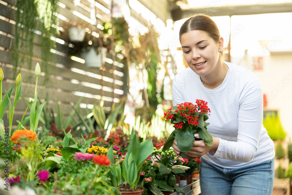 before buying, woman examines flowering bushes of kalanchoe in yellow and red