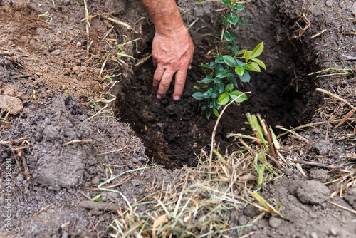 Hand of a woman putting soil planting a small tree of green leaves
