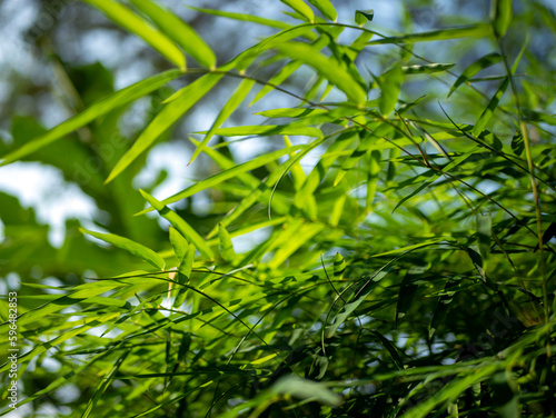 Bamboo  Bambusa sp  green leaves for natural background