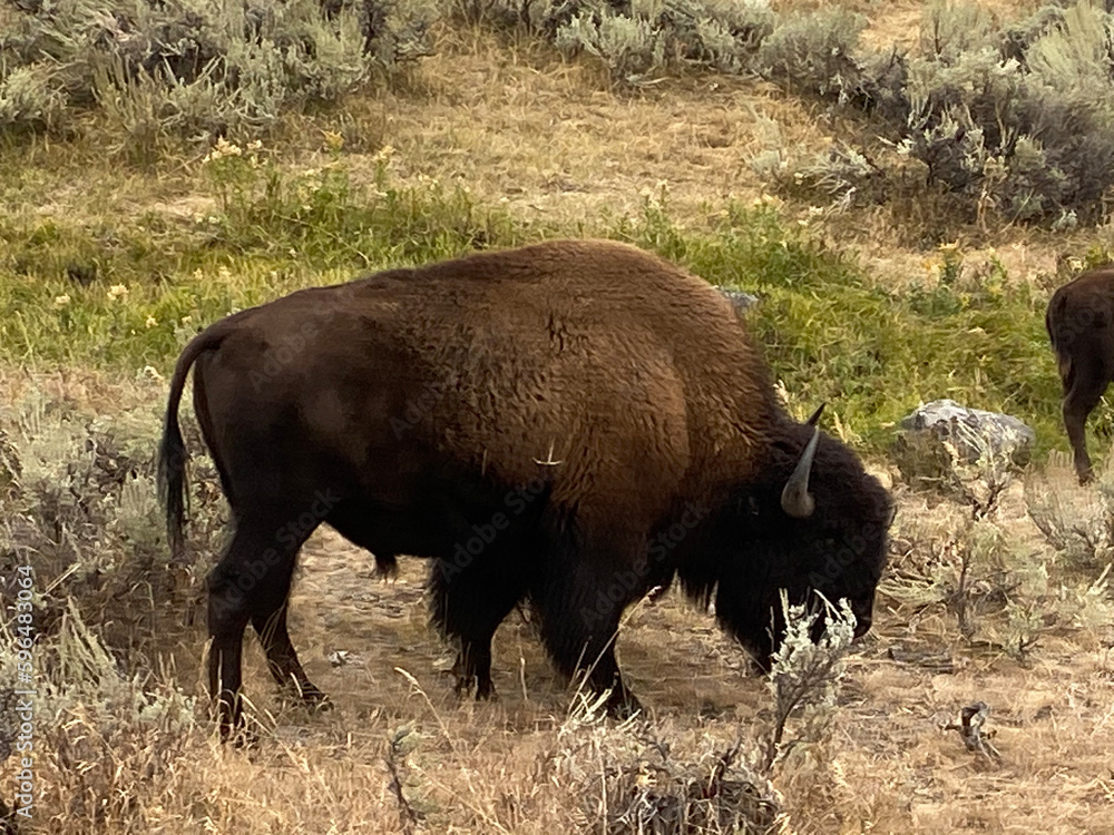 Yellowstone bison