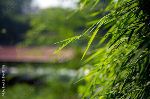 Bamboo  Bambusa sp  green leaves for natural background