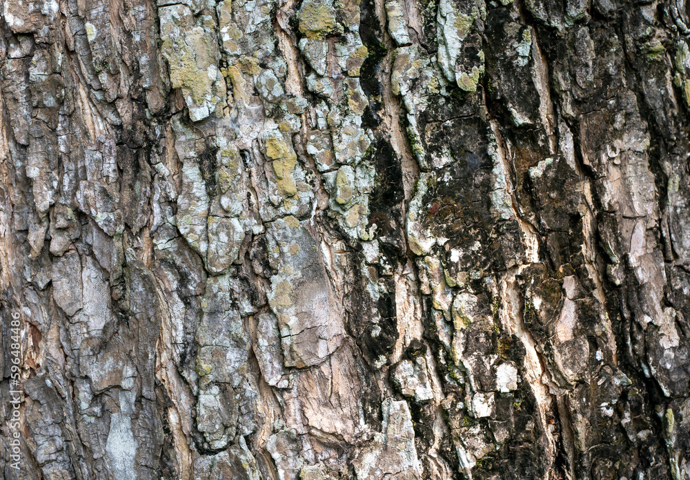 Munggur, Trembesi, Rain Tree (Samanea saman) tree bark, natural wallpaper and background Munggur, Trembesi, Rain Tree (Samanea saman) tree bark, natural wallpaper and background