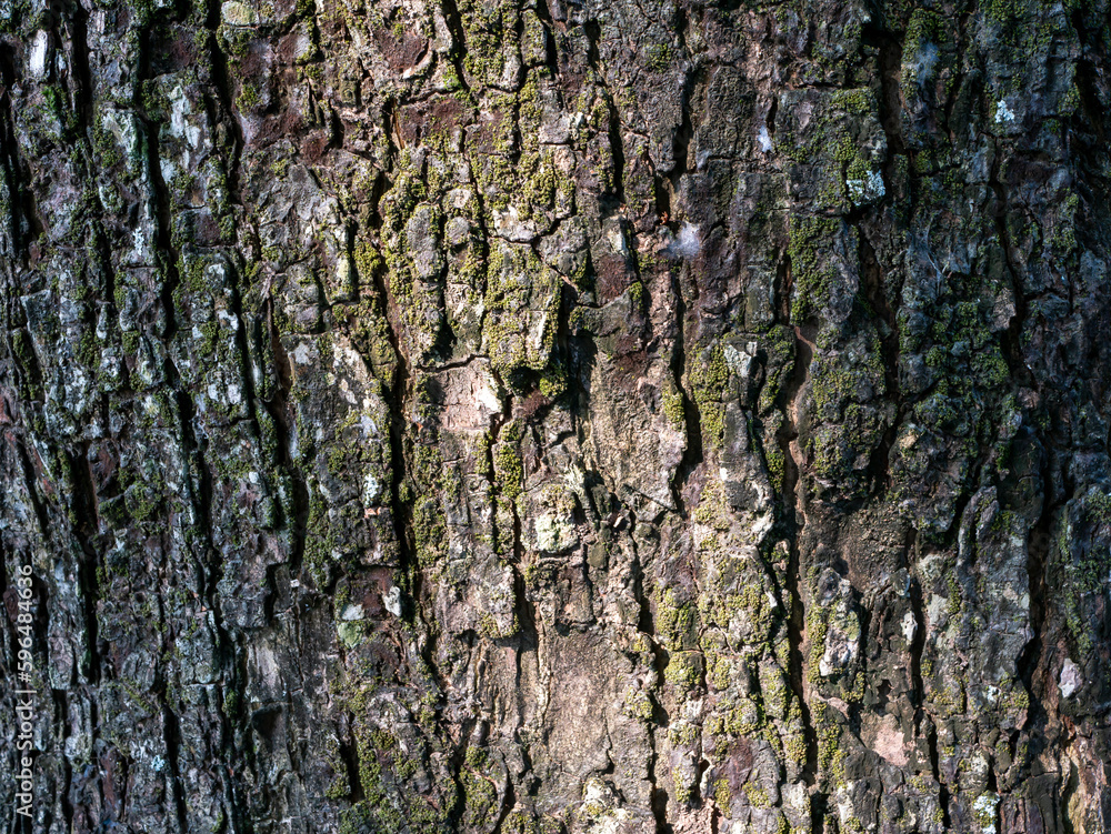 Munggur, Trembesi, Rain Tree (Samanea saman) tree bark, natural wallpaper and background Munggur, Trembesi, Rain Tree (Samanea saman) tree bark, natural wallpaper and background