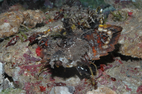 Demon Stinger Inimical didactylus closeup in bottom of sea