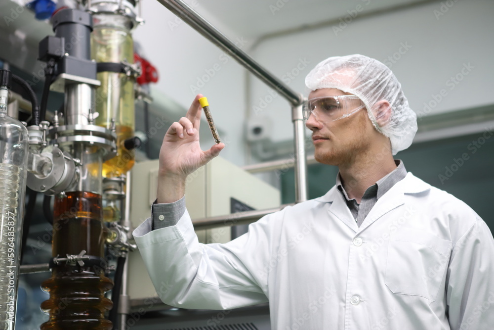 scientist analyzing a biological and ecological hemp plant used for herbal pharmaceutical CBD oil and THC oil in a laboratory.