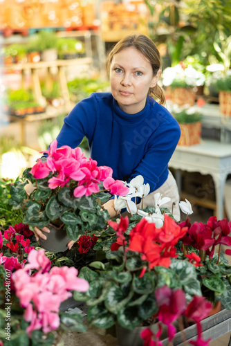 Woman in casual clothes shopping for pot of cyclamen at flower shop