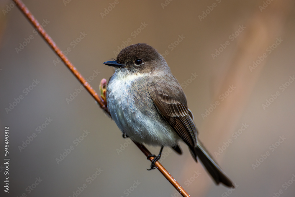 The arrival of the Eastern Phoebe in spring The arrival of the Eastern Phoebe in spring