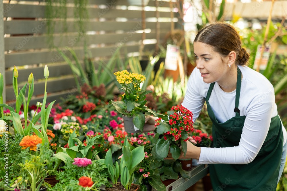 Woman flower seller holding kalanchoe blossomfeld in her hands in flower shop