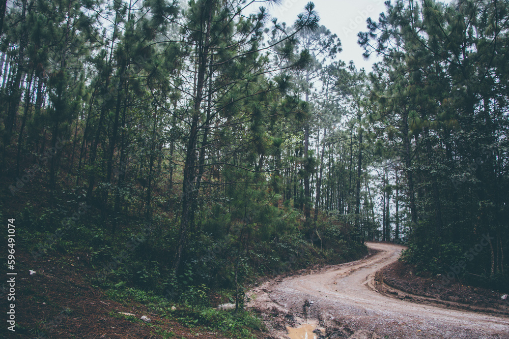 Obraz premium Camino bosque México