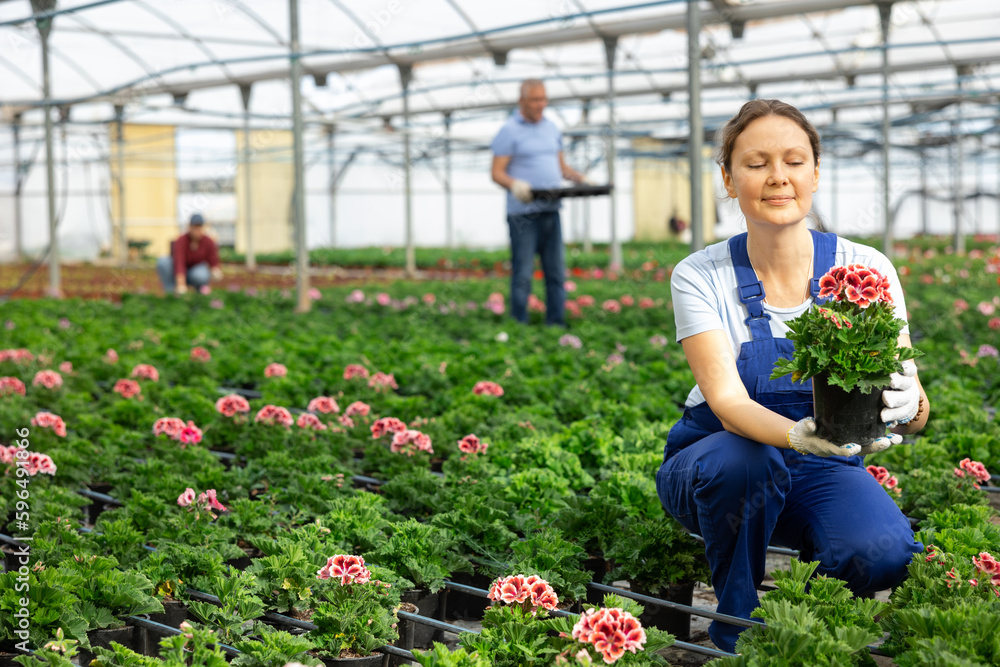 female chief agronomist of wholesale base of ornamental plants inspects young pelargonium seedlings before sending them to customer. small and large wholesale