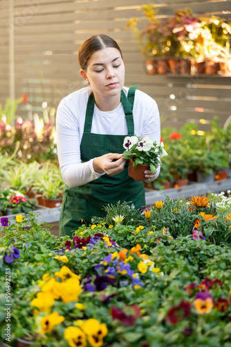Female gardener tending to potted viola in container garden