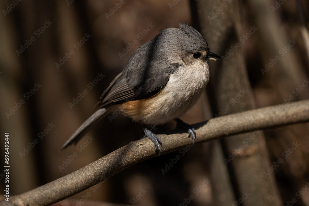 Obraz premium Tufted Titmouse