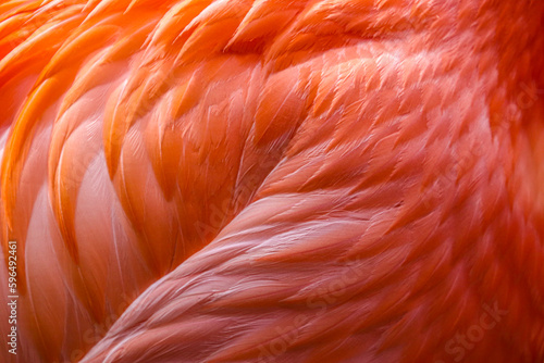 Flamingo feathers , beak and neck