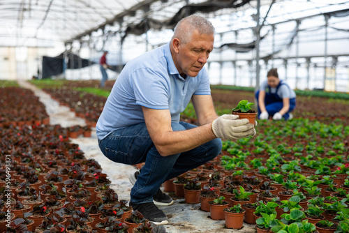 Mature male employee of wholesale warehouse of ornamental plants inspects young begonia seedlings before sending order abroad. Wholesale supplies from direct manufacturer