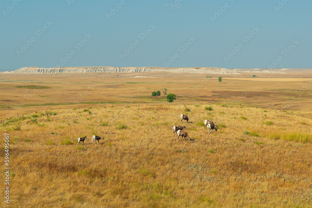 Herd of Bighorn Sheep (Ovis canadensis) at sunset, Badlands national park, South Dakota, USA. Herd of Bighorn Sheep (Ovis canadensis) at sunset, Badlands national park, South Dakota, USA.