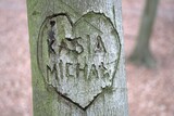 Serce symbol na drzewie